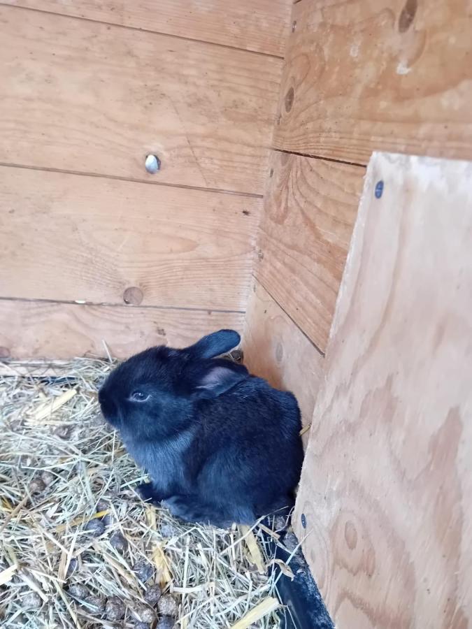 Ferienwohnung Mit Bauernhofflair Löbau Buitenkant foto